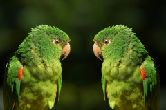 Aratinga leucophthalmus (Muller, 1776) - White-eyed Parakeet, Loro de ala roja