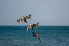 Pelecanus occidentalis (Linnaeus, 1766) - Brown Pelican, Pelícano pardo