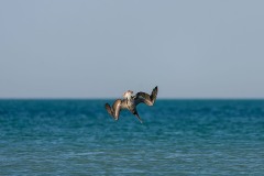 Pelecanus occidentalis (Linnaeus, 1766) - Brown Pelican, Pelícano pardo