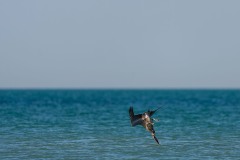 Pelecanus occidentalis (Linnaeus, 1766) - Brown Pelican, Pelícano pardo