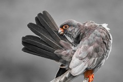 Falco vespertinus (Linnaeus, 1766)
