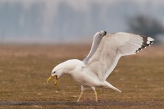 Larus cachinnans (Pallas, 1811)