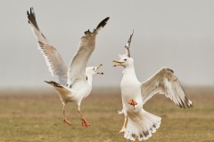 Larus cachinnans (Pallas, 1811)