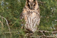 Asio otus (Linnaeus, 1758)