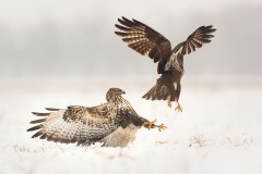 Buteo buteo (Linnaeus, 1758)