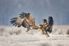 Haliaeetus albicilla (Linnaeus, 1758)