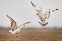 Larus cachinnans (Pallas, 1811)