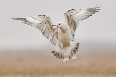 Larus cachinnans (Pallas, 1811)