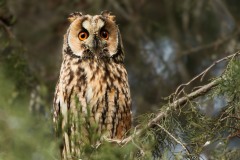 Asio otus (Linnaeus, 1758)