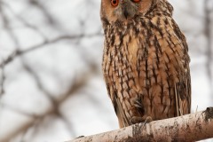 Asio otus (Linnaeus, 1758)