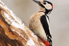 Dendrocopos major (Linnaeus, 1758)
