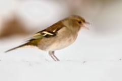 Fringilla coelebs (Linnaeus, 1758)