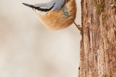 Sitta europaea (Linnaeus, 1758)