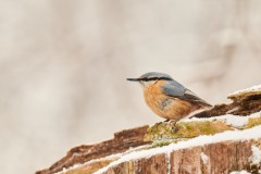 Sitta europaea (Linnaeus, 1758)