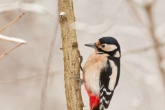 Dendrocopos major (Linnaeus, 1758)