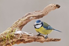 Cyanistes caeruleus (Linnaeus, 1758)