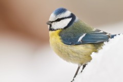 Cyanistes caeruleus (Linnaeus, 1758)