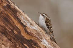 Certhia familiaris (Linnaeus, 1758)