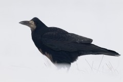 Corvus frugilegus (Linnaeus, 1758)