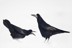 Corvus frugilegus (Linnaeus, 1758)