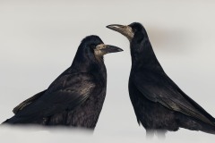 Corvus frugilegus (Linnaeus, 1758)