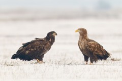 Haliaeetus albicilla (Linnaeus, 1758)