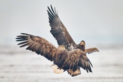 Haliaeetus albicilla (Linnaeus, 1758)