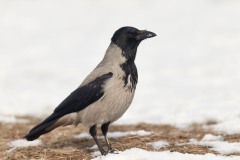 Corvus cornix (Linnaeus, 1758)