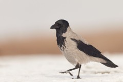 Corvus cornix (Linnaeus, 1758)