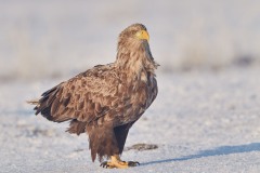 Haliaeetus albicilla (Linnaeus, 1758)