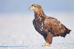 Haliaeetus albicilla (Linnaeus, 1758)