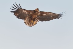 Haliaeetus albicilla (Linnaeus, 1758)