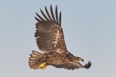 Haliaeetus albicilla (Linnaeus, 1758)