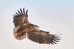 Haliaeetus albicilla (Linnaeus, 1758)