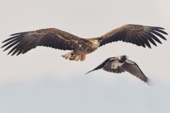 Haliaeetus albicilla (Linnaeus, 1758)