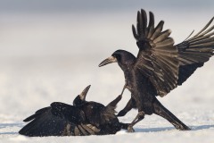 Corvus frugilegus (Linnaeus, 1758)