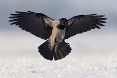 Corvus cornix (Linnaeus, 1758)