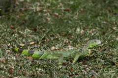 Iguana iguana (Linnaeus, 1758)