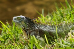 Iguana iguana (Linnaeus, 1758)