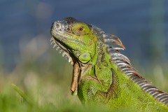 Iguana iguana (Linnaeus, 1758)