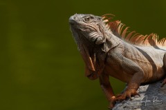 Iguana iguana (Linnaeus, 1758)