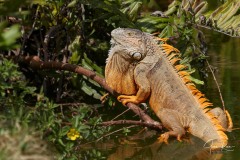 Iguana iguana (Linnaeus, 1758)