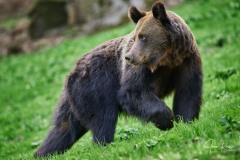 Ursus arctos arctos (Linnaeus, 1758)