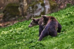 Ursus arctos arctos (Linnaeus, 1758)