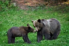 Ursus arctos arctos (Linnaeus, 1758)