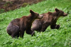 Ursus arctos arctos (Linnaeus, 1758)