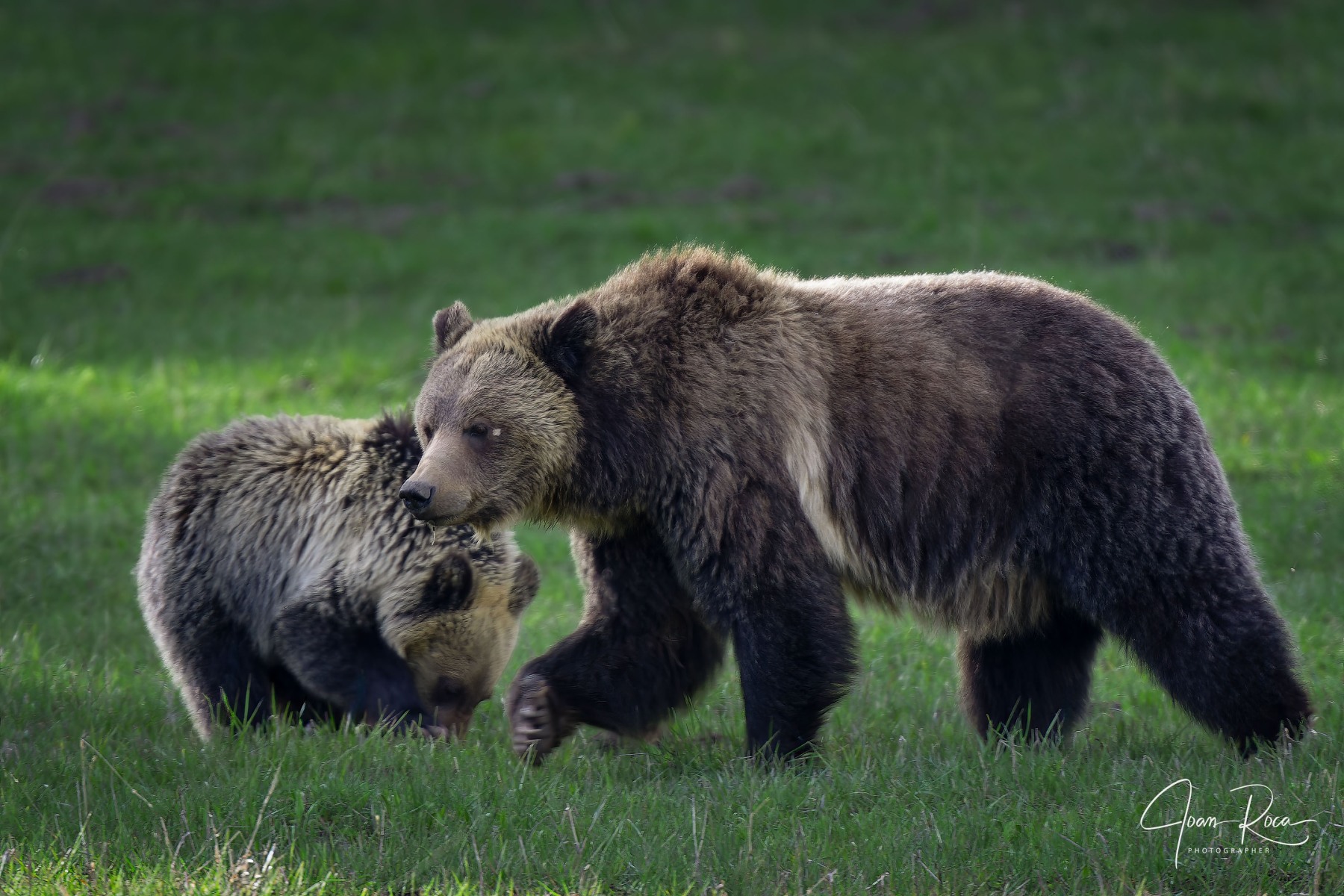 Killer Bears and Lemming Suicide:, Alaska Department of Fish and Game