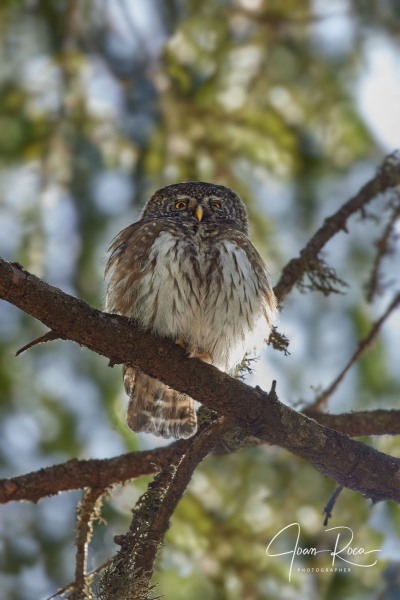 Glaucidium passerinum (Linnaeus, 1758)