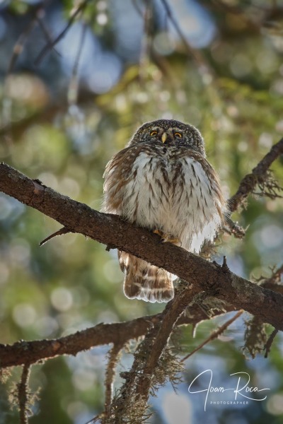 Glaucidium passerinum (Linnaeus, 1758)