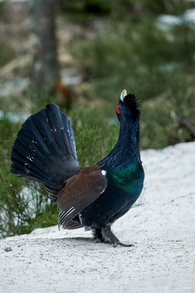 Tetrao urogallus (Linnaeus, 1758)